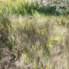 Xerochrysum viscosum at Fargunyah, NSW - 9 Oct 2021 10:46 AM