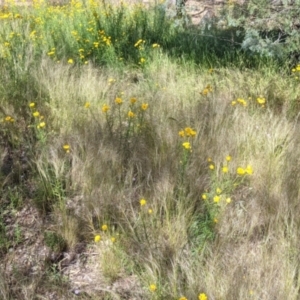 Xerochrysum viscosum at Fargunyah, NSW - 9 Oct 2021 10:46 AM