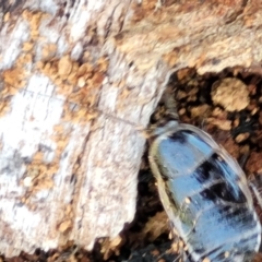 Melanozosteria dookiensis (Dookie woodland cockroach) at Namadgi National Park - 9 Oct 2021 by trevorpreston
