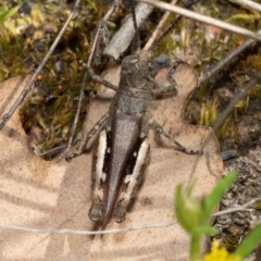 Cirphula pyrrhocnemis (Variable Cirphula) at Black Mountain - 6 Oct 2021 by Roger