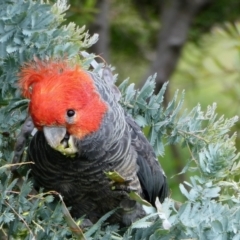 Callocephalon fimbriatum (Gang-gang Cockatoo) at Cooleman Ridge - 12 Nov 2020 by Chris Appleton