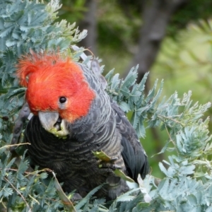 Callocephalon fimbriatum at Chapman, ACT - 13 Nov 2020