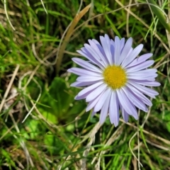 Brachyscome spathulata (Coarse Daisy, Spoon-leaved Daisy) at Tennent, ACT - 9 Oct 2021 by trevorpreston