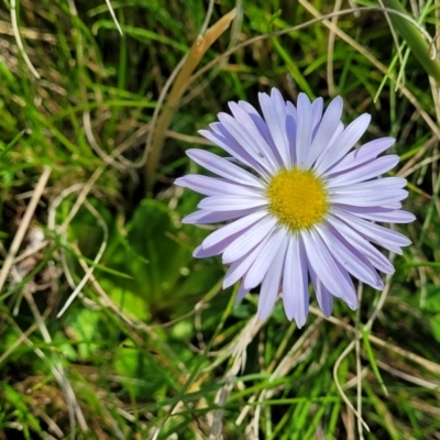 Brachyscome spathulata (Coarse Daisy, Spoon-leaved Daisy) at Tennent, ACT - 9 Oct 2021 by trevorpreston