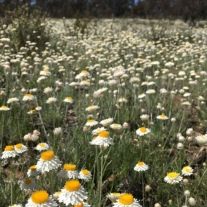 Leucochrysum albicans subsp. tricolor at Watson, ACT - 8 Oct 2021 04:01 PM