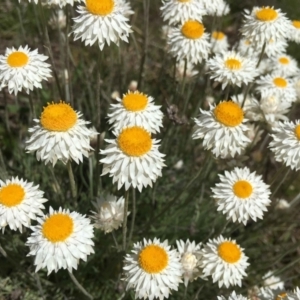 Leucochrysum albicans subsp. tricolor at Watson, ACT - 8 Oct 2021 04:01 PM