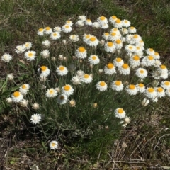 Leucochrysum albicans subsp. tricolor at Watson, ACT - 8 Oct 2021 04:01 PM