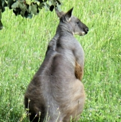 Osphranter robustus robustus (Eastern Wallaroo) at Cooleman Ridge - 28 Oct 2020 by Chris Appleton