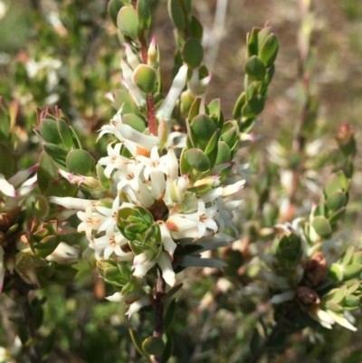 Brachyloma daphnoides (Daphne Heath) at Watson, ACT - 8 Oct 2021 by RWPurdie