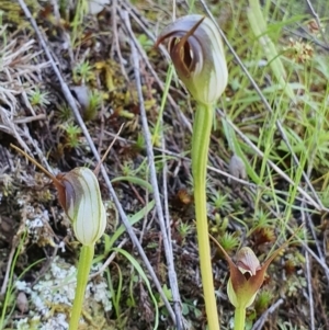 Pterostylis pedunculata at Kowen, ACT - suppressed