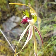 Caladenia parva (Brown-clubbed spider orchid) at Molonglo Gorge - 8 Oct 2021 by shoko