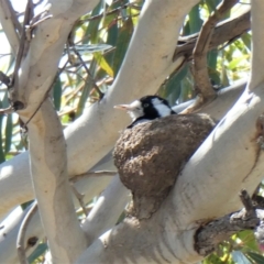 Grallina cyanoleuca (Magpie-lark) at Chapman, ACT - 15 Oct 2020 by ChrisAppleton