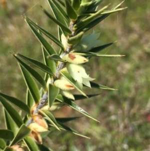 Melichrus urceolatus at Watson, ACT - 8 Oct 2021 04:08 PM