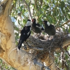 Gymnorhina tibicen (Australian Magpie) at Cooleman Ridge - 12 Oct 2020 by Chris Appleton