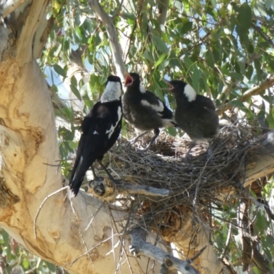 Gymnorhina tibicen (Australian Magpie) at Cooleman Ridge - 12 Oct 2020 by ChrisAppleton