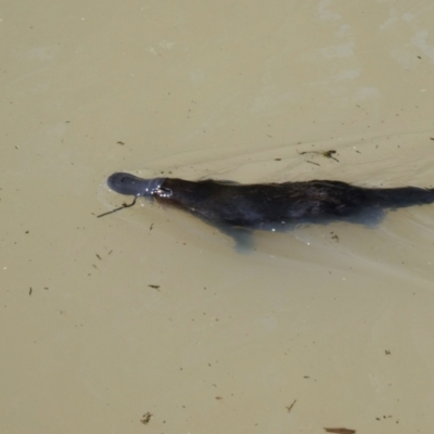 Ornithorhynchus anatinus (Platypus) at Jerrabomberra Wetlands - 2 Oct 2020 by Chris Appleton