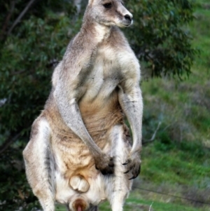 Macropus giganteus at Tuggeranong DC, ACT - 13 Sep 2020 05:17 PM