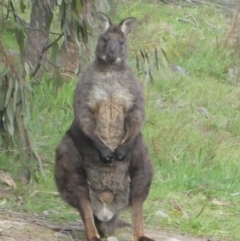 Osphranter robustus robustus (Eastern Wallaroo) at Cooleman Ridge - 13 Sep 2020 by Chris Appleton