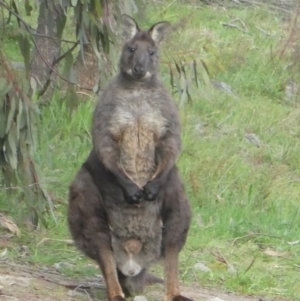 Osphranter robustus robustus at Tuggeranong DC, ACT - 13 Sep 2020