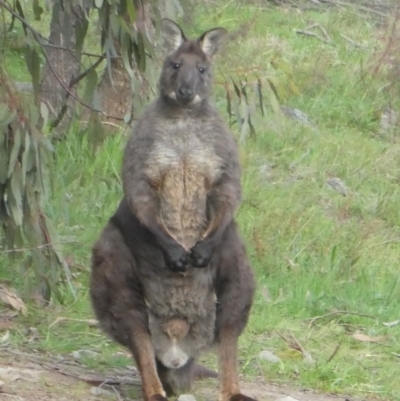 Osphranter robustus (Wallaroo) at Cooleman Ridge - 13 Sep 2020 by Chris Appleton