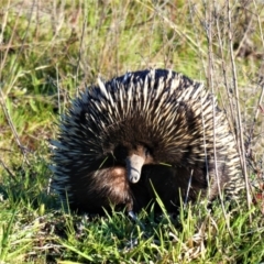 Tachyglossus aculeatus (Short-beaked Echidna) at Tuggeranong DC, ACT - 6 Sep 2020 by ChrisAppleton