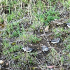 Stizoptera bichenovii (Double-barred Finch) at Cooleman Ridge - 27 Sep 2020 by ChrisAppleton