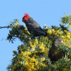 Callocephalon fimbriatum (Gang-gang Cockatoo) at Chapman, ACT - 19 Aug 2020 by ChrisAppleton