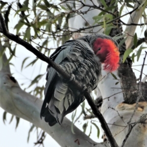 Callocephalon fimbriatum at Chapman, ACT - 27 Aug 2020