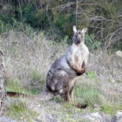 Osphranter robustus (Wallaroo) at Cooleman Ridge - 18 Aug 2020 by Chris Appleton