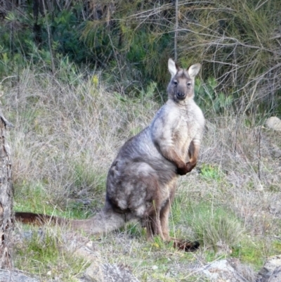 Osphranter robustus robustus (Eastern Wallaroo) at Stromlo, ACT - 18 Aug 2020 by Chris Appleton