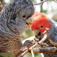 Callocephalon fimbriatum (Gang-gang Cockatoo) at Cooleman Ridge - 19 Jul 2020 by Chris Appleton