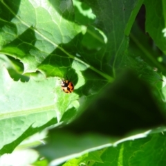 Coccinella transversalis (Transverse Ladybird) at Holder, ACT - 8 Oct 2021 by Miranda