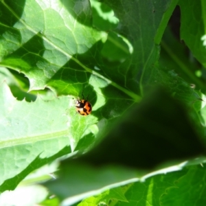 Coccinella transversalis at Holder, ACT - suppressed