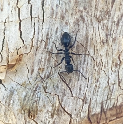 Colobopsis gasseri (An arboreal ant) at Jerrabomberra, NSW - 9 Oct 2021 by SteveBorkowskis