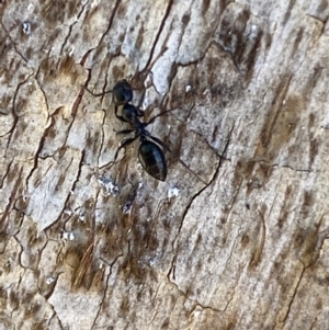 Colobopsis gasseri at Jerrabomberra, NSW - suppressed