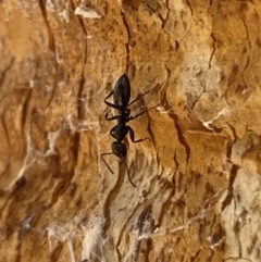 Colobopsis gasseri at Jerrabomberra, NSW - 9 Oct 2021