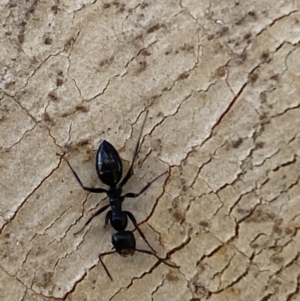 Colobopsis gasseri at Jerrabomberra, NSW - suppressed