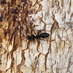 Colobopsis gasseri at Jerrabomberra, NSW - 9 Oct 2021