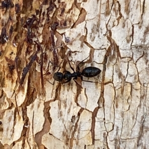 Colobopsis gasseri at Jerrabomberra, NSW - suppressed