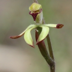 Caladenia transitoria at Woodlands, NSW - 9 Oct 2021 by Snowflake