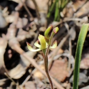 Caladenia transitoria at Woodlands, NSW - 9 Oct 2021