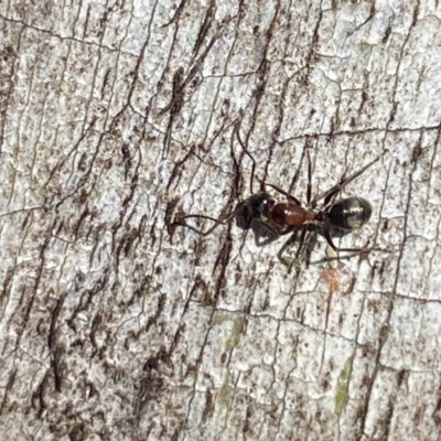 Camponotus sponsorum at Jerrabomberra, NSW - 9 Oct 2021 by SteveBorkowskis
