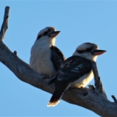 Dacelo novaeguineae (Laughing Kookaburra) at Stromlo, ACT - 1 Aug 2020 by ChrisAppleton