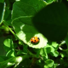 Hippodamia variegata (Spotted Amber Ladybird) at Holder, ACT - 9 Oct 2021 by Miranda