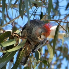 Callocephalon fimbriatum (Gang-gang Cockatoo) at Chapman, ACT - 30 Jul 2020 by ChrisAppleton