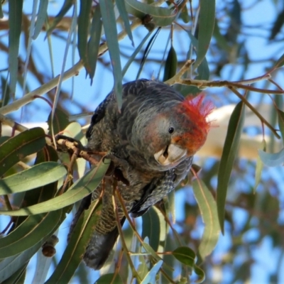 Callocephalon fimbriatum (Gang-gang Cockatoo) at Chapman, ACT - 30 Jul 2020 by ChrisAppleton