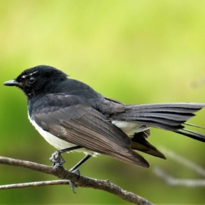 Rhipidura leucophrys (Willie Wagtail) at Cooleman Ridge - 7 Dec 2020 by Chris Appleton