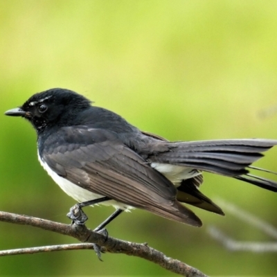 Rhipidura leucophrys (Willie Wagtail) at Stromlo, ACT - 7 Dec 2020 by Chris Appleton