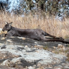 Osphranter robustus robustus (Eastern Wallaroo) at Stromlo, ACT - 5 Jul 2020 by Chris Appleton