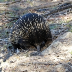 Tachyglossus aculeatus (Short-beaked Echidna) at Cooleman Ridge - 5 Jul 2020 by Chris Appleton